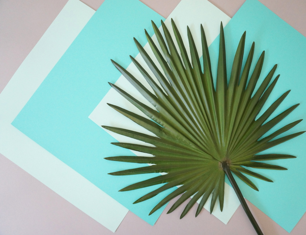 Palm and paper possibilities