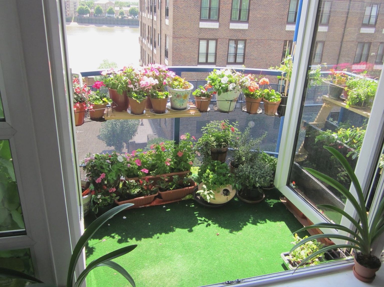 Urban green balcony garden with a green carpet