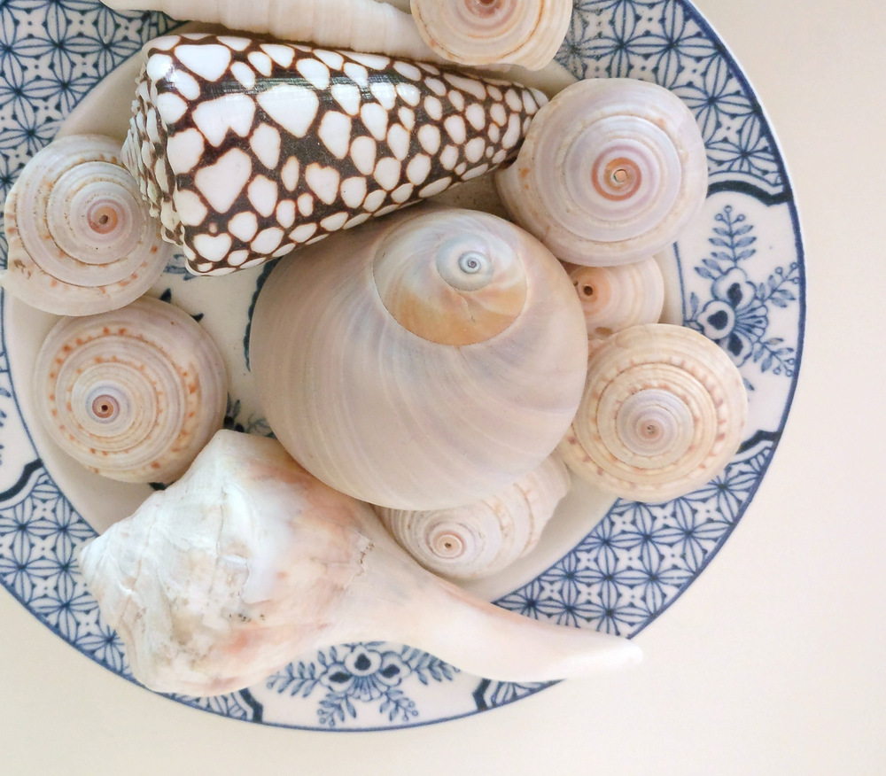 Blue and white plate of seashells-001