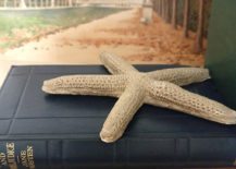 Concrete-starfish-on-a-stack-of-books-217x155