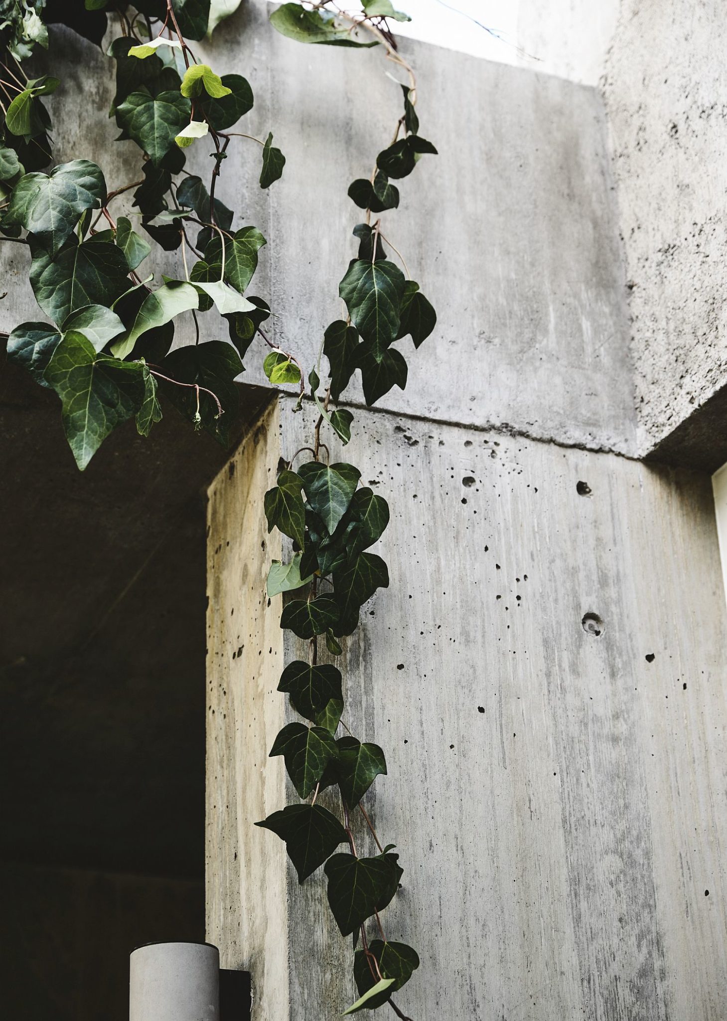 Hanging plants next to concrete walls create an Arcadian setting of sorts