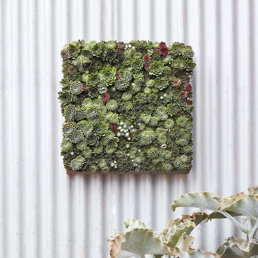 Modular-Living-Picture-Kit-from-Succulent-Gardens