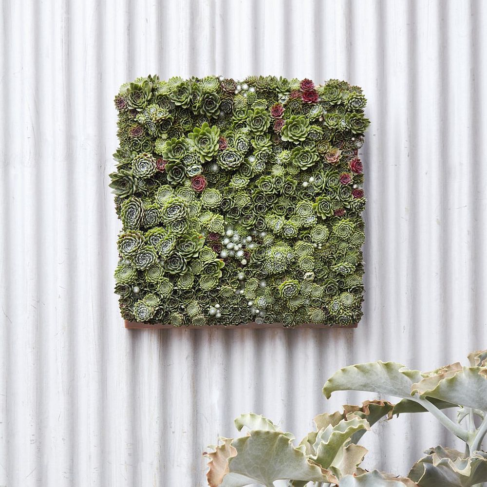 Modular Living Picture Kit from Succulent Gardens