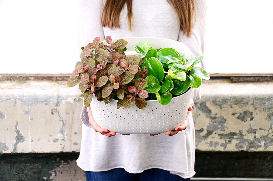 Stylish Contemporary Living Wall Planter from Woolly Pocket