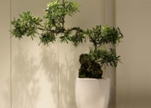 Indoor-plant-decorating-idea-for-the-modern-office-217x155
