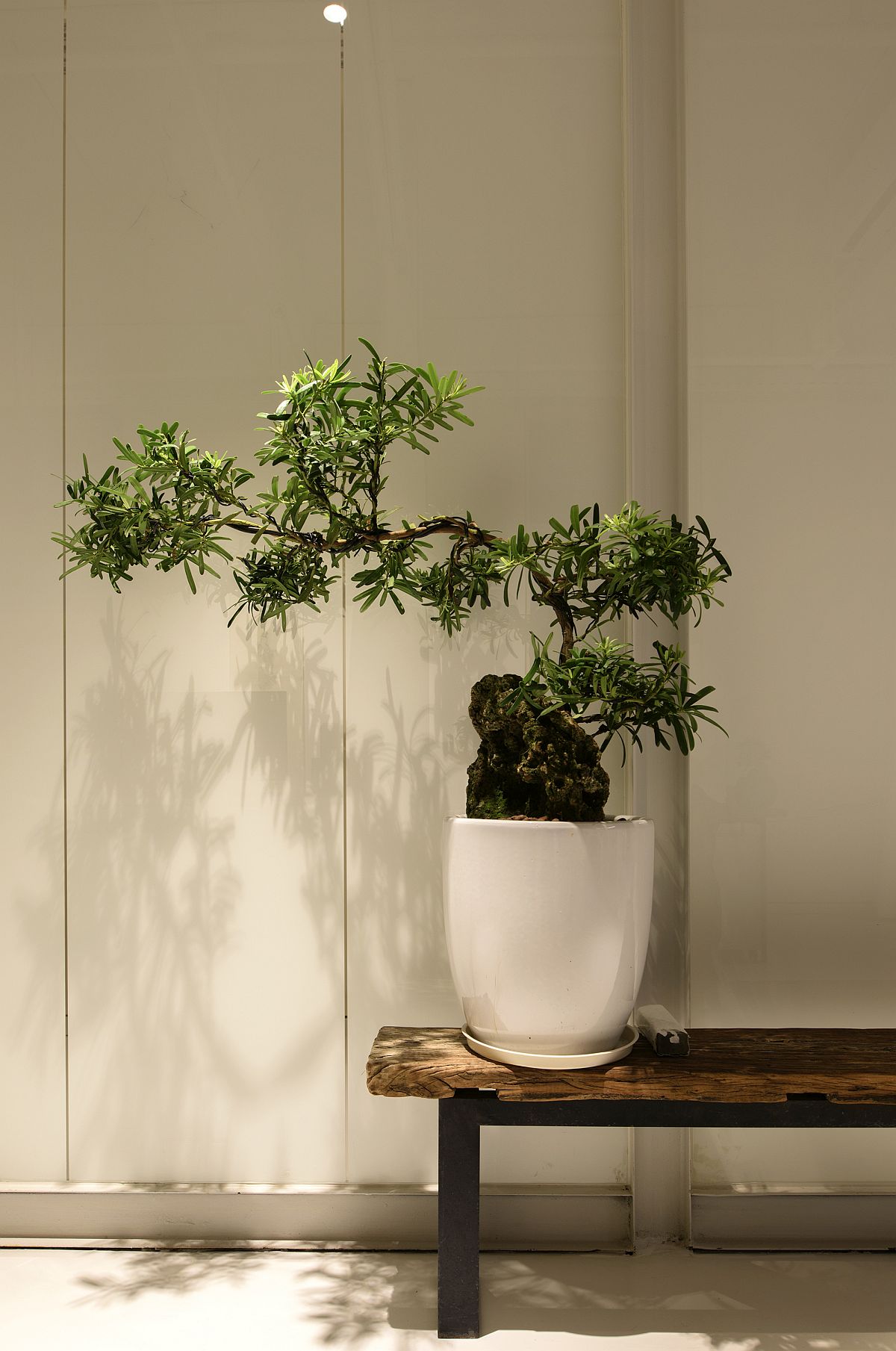 Indoor plant decorating idea for the modern office