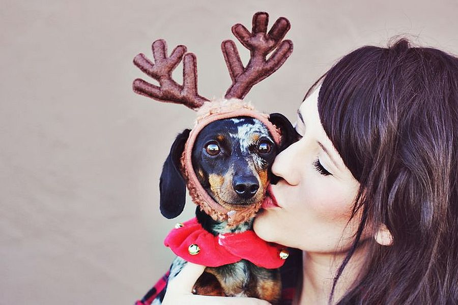 Dress up your pet as a reindeer