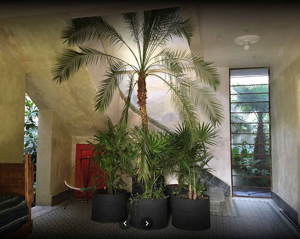 Tall plants inside the house provide freshness and cheerful aura