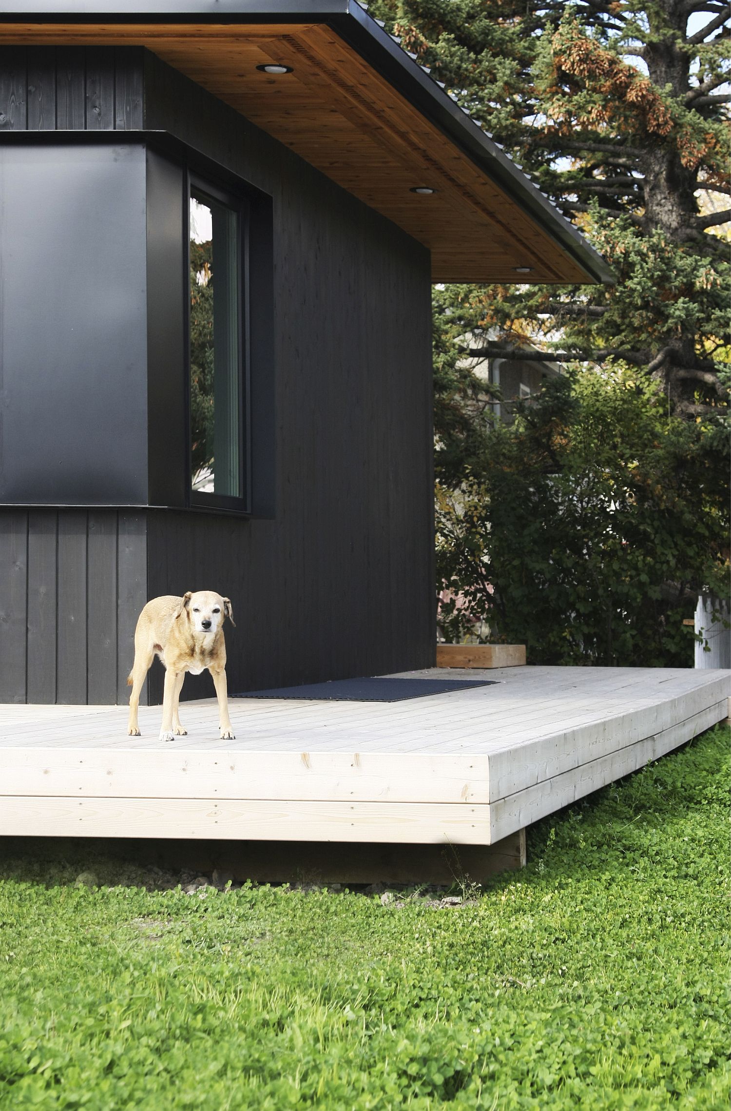 Elevated platform of the house also makes the home a touch greener