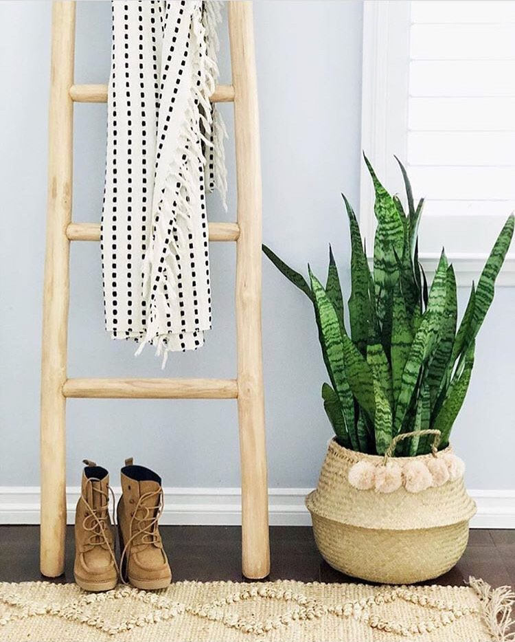 Belly basket filled with a snake plant
