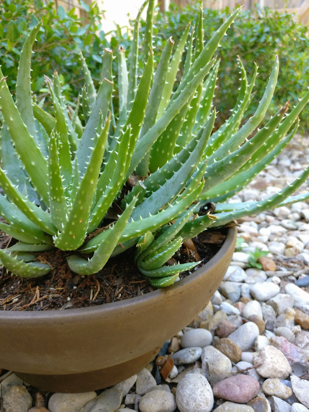 A potted succulent takes center stage