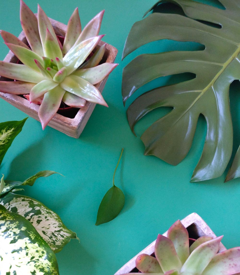 Let’s Talk About Houseplants…