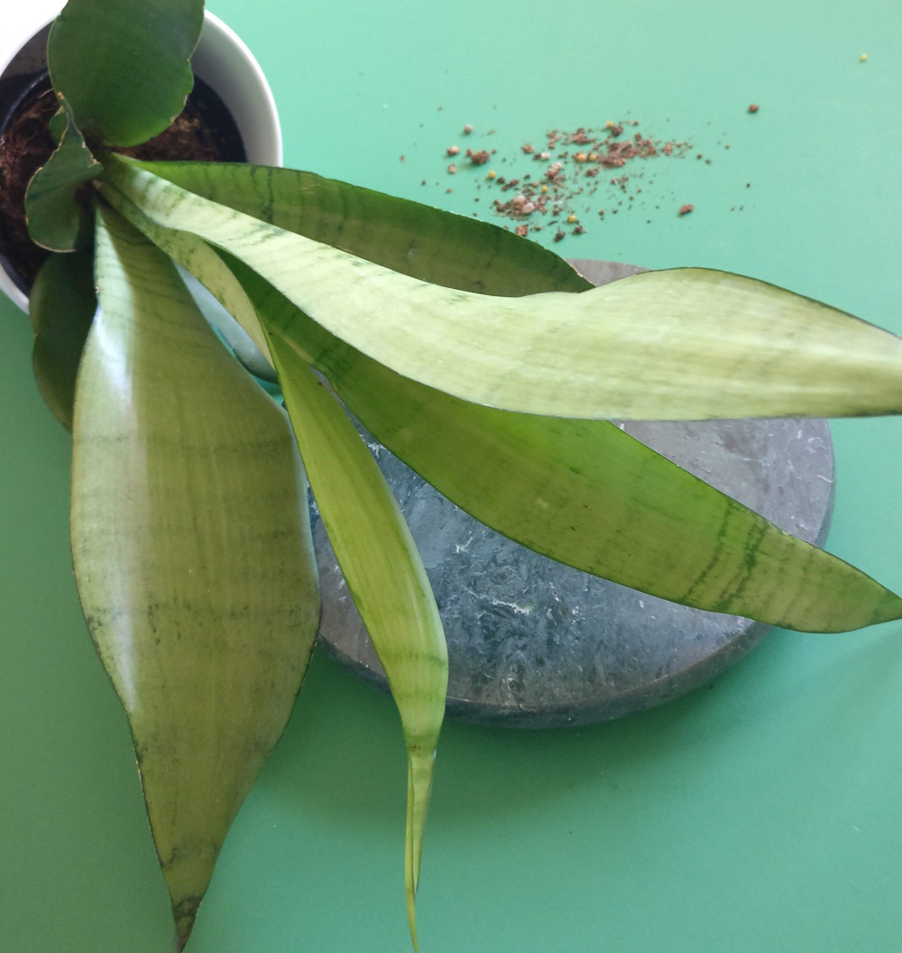 Marble, leaves and shades of green