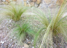 Mexican-feather-grass-217x155