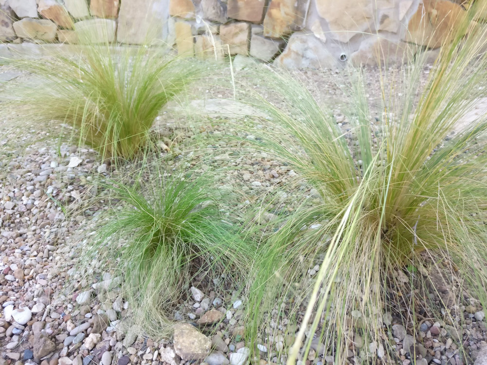 Mexican-feather-grass