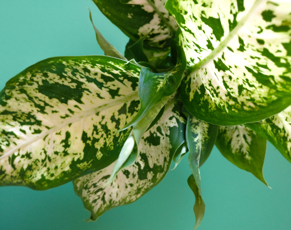 Shades of green and healthy leaves