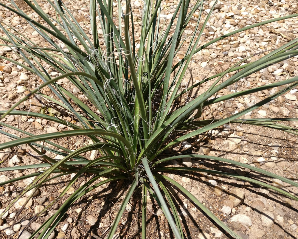 Yucca in rocky soil