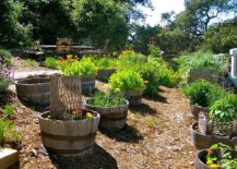 Elegant-use-of-old-wine-barrels-for-planting-in-the-small-edible-and-flower-garden-217x155