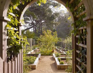 Organic and Healthy: Giving Your Home the Edible Garden Advantage