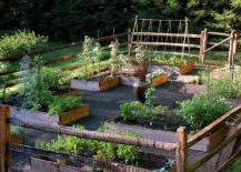 Organic-soil-and-raised-beds-turn-the-forgotten-landscape-into-a-lovely-vegetable-garden-217x155