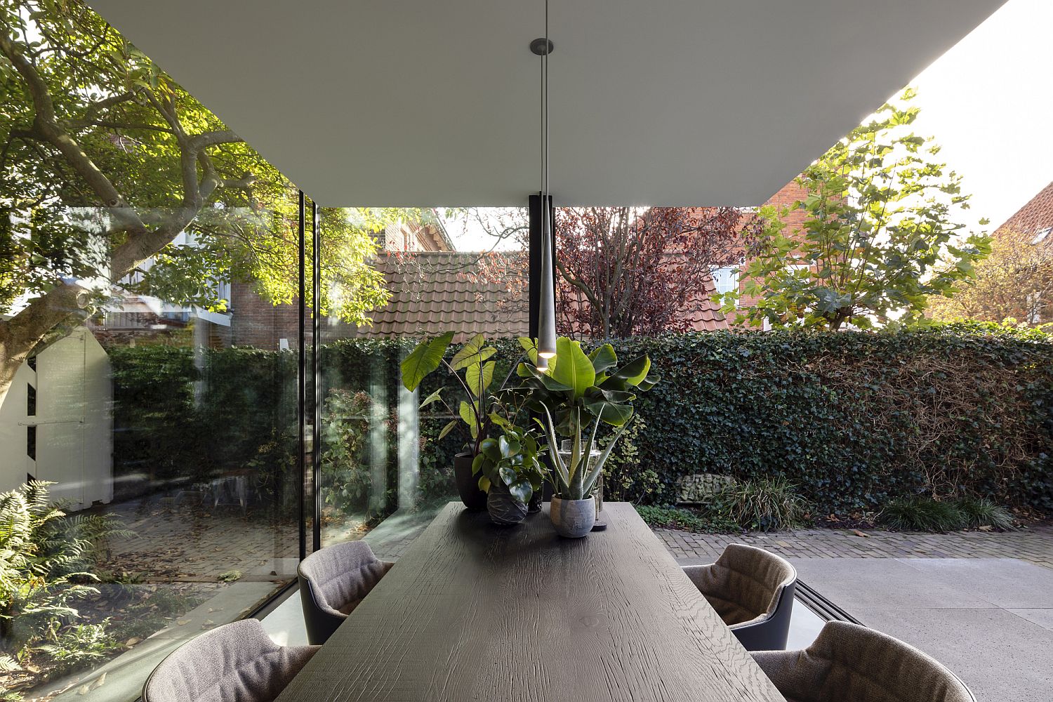 Fig-tree-view-from-the-dining-room