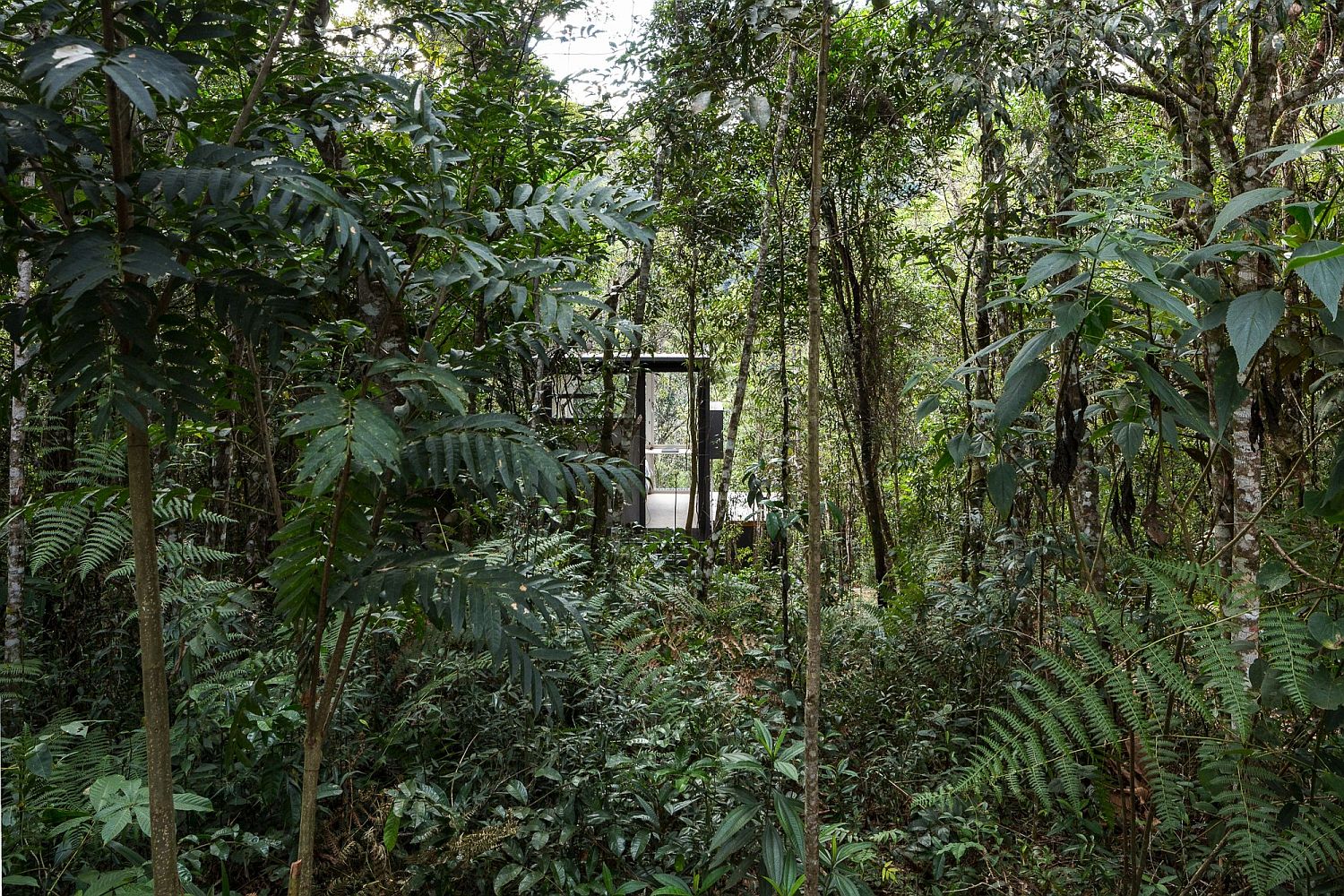 Natural canopy hides the cabin ever so beautifully