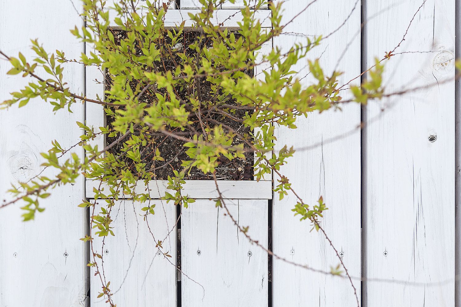 Adding greenery to the wooden terrace