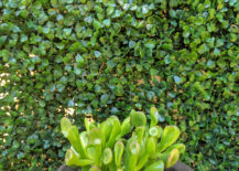 A-potted-succulent-against-a-backdrop-of-greenery-217x155