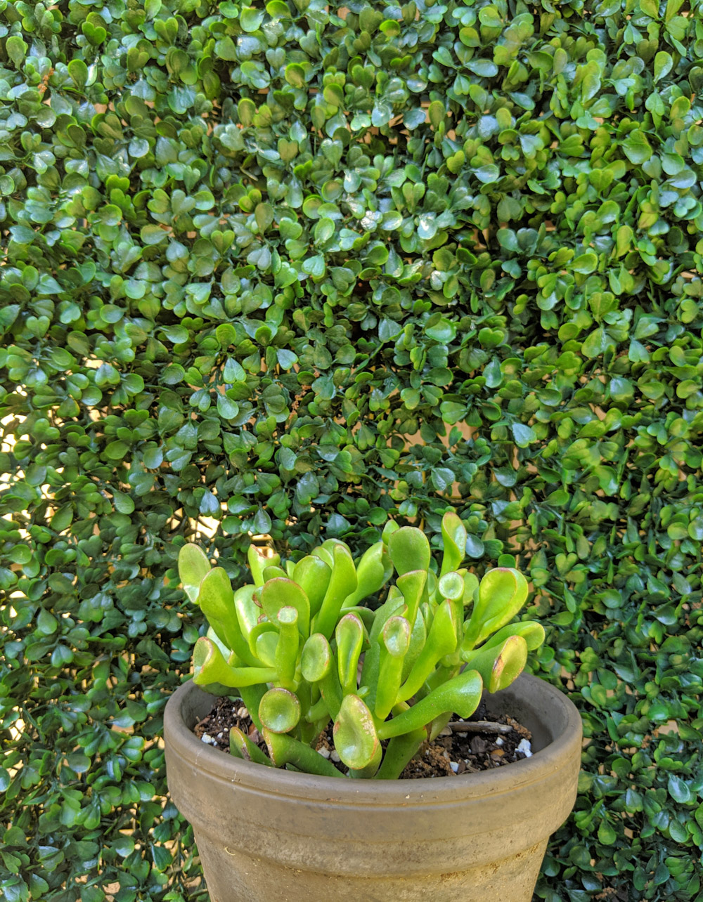 A potted succulent against a backdrop of greenery
