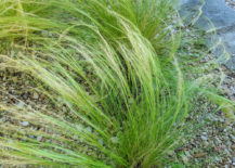 Mexican-feather-grass-in-a-modern-gravel-garden-217x155