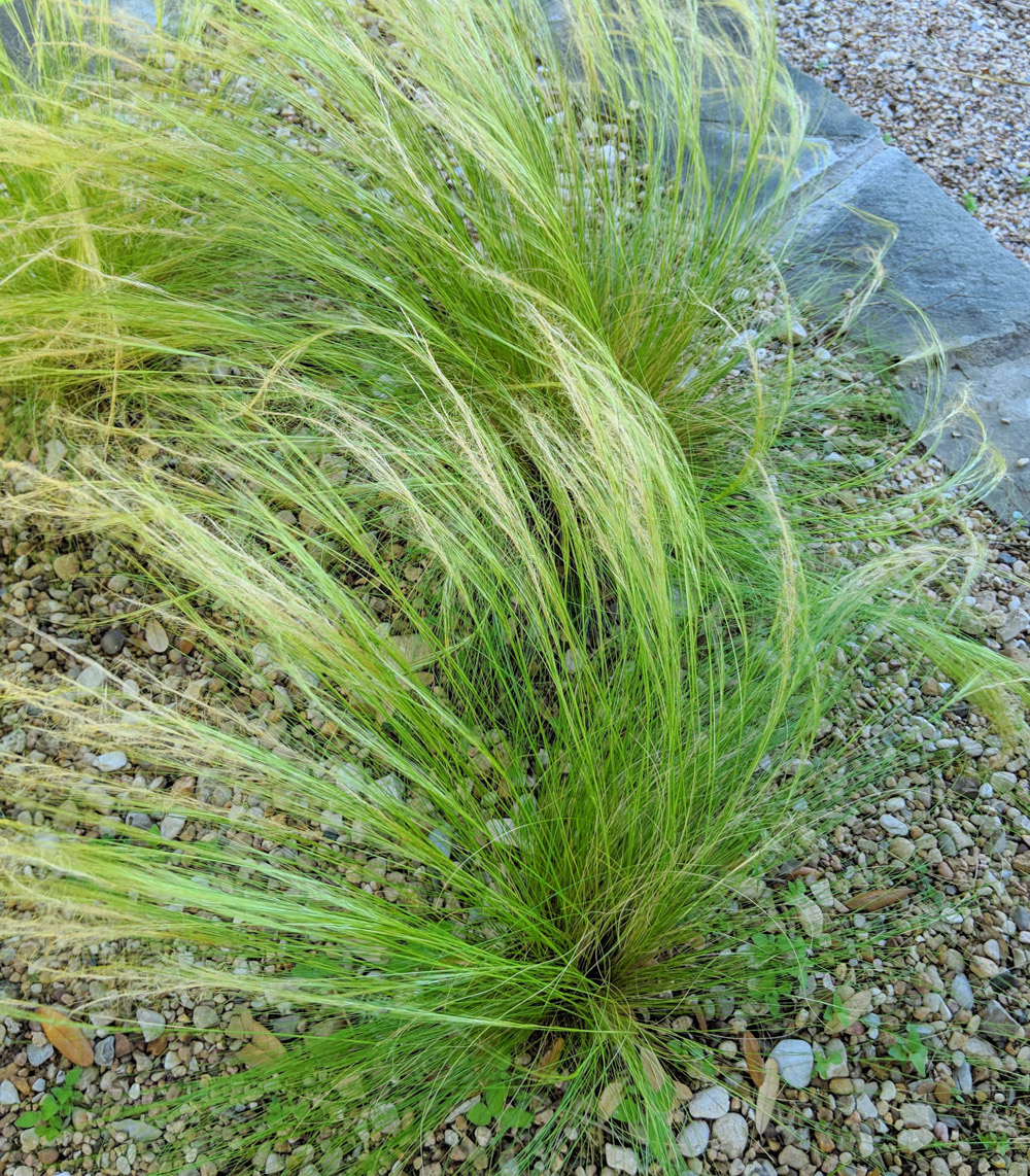Mexican feather grass in a modern gravel garden