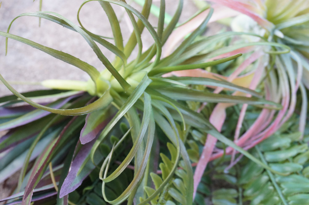 Faux air plants often look real