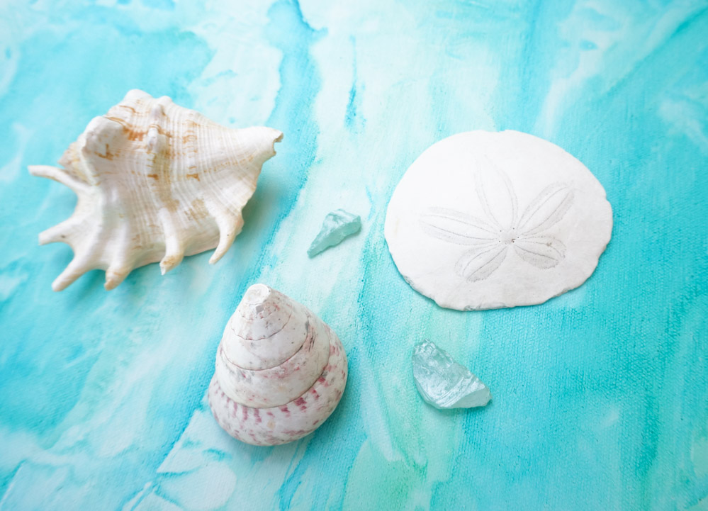 Seashells are treasures from the sea