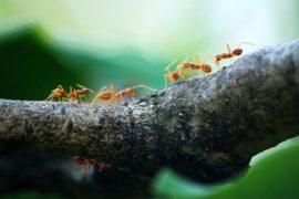 What Kills Ants Instantly: Pet Safe Ant Killer and Other Homemade Remedies