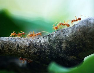 What Kills Ants Instantly: Pet Safe Ant Killer and Other Homemade Remedies