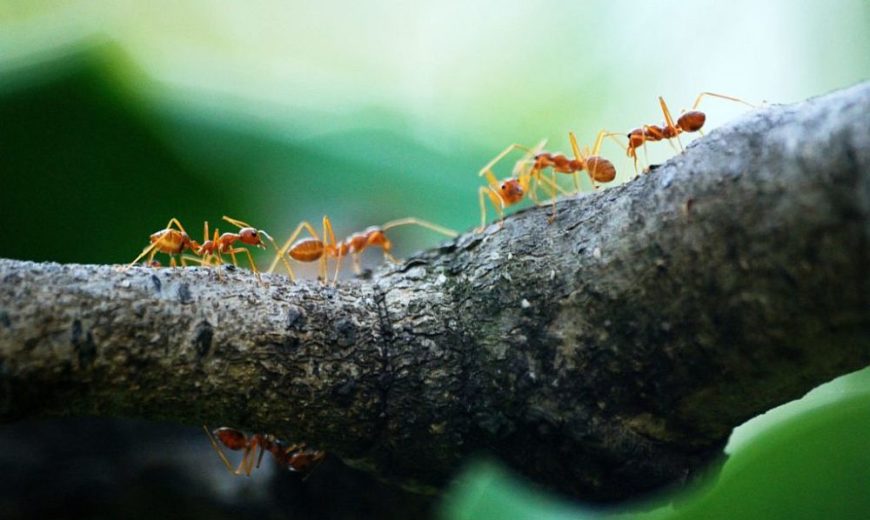 What Kills Ants Instantly: Natural, Pet Safe Home Remedies
