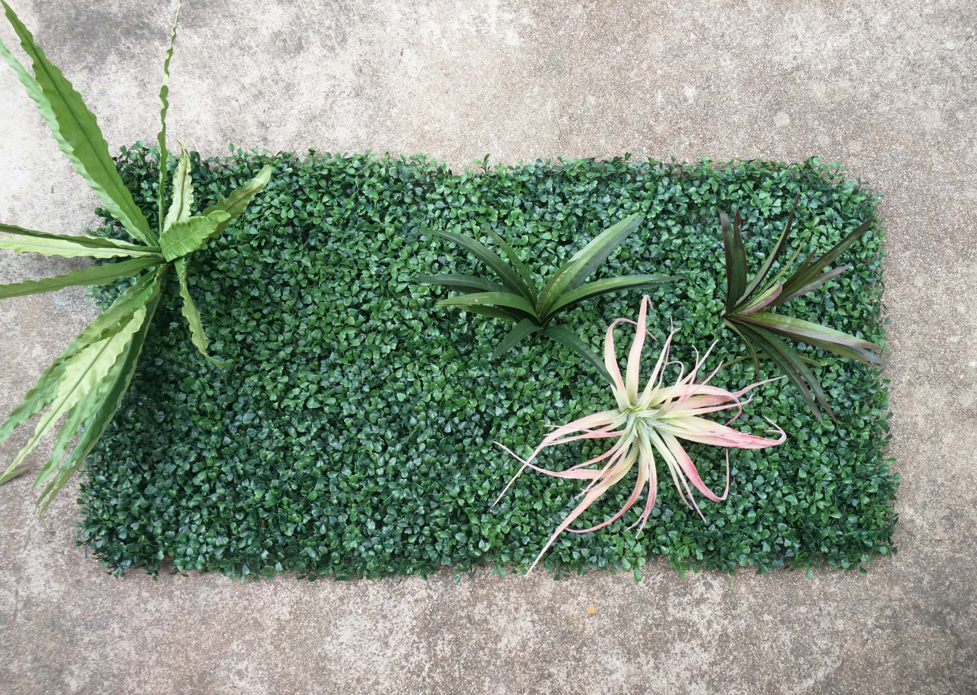 Begin-filling-in-your-living-wall-with-greenery