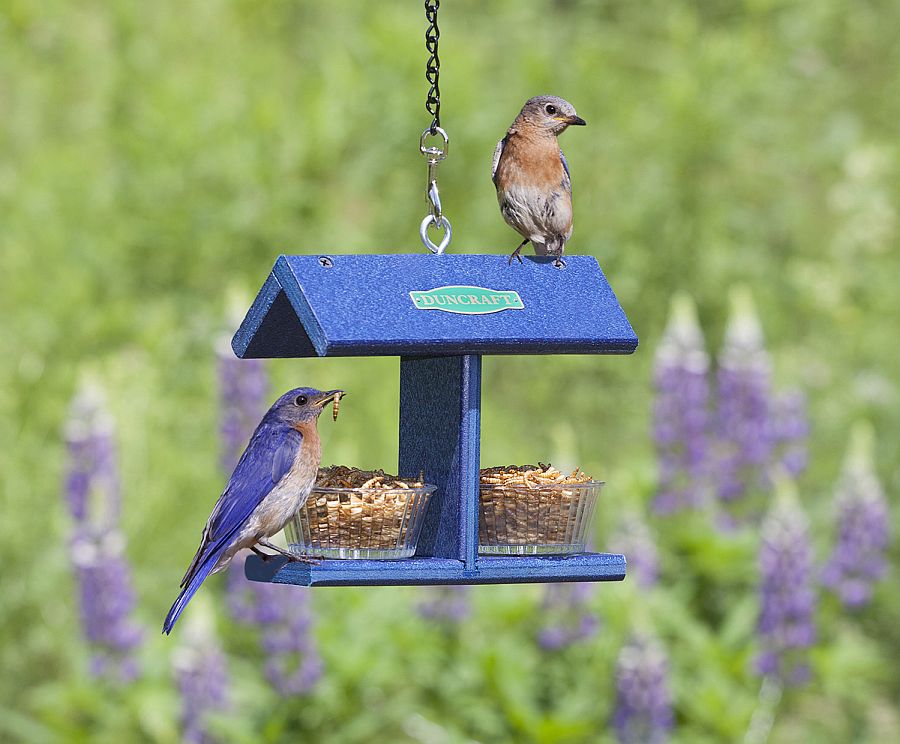 Duncraft EZ Bluebird Feeder offers a template you can easily copy!