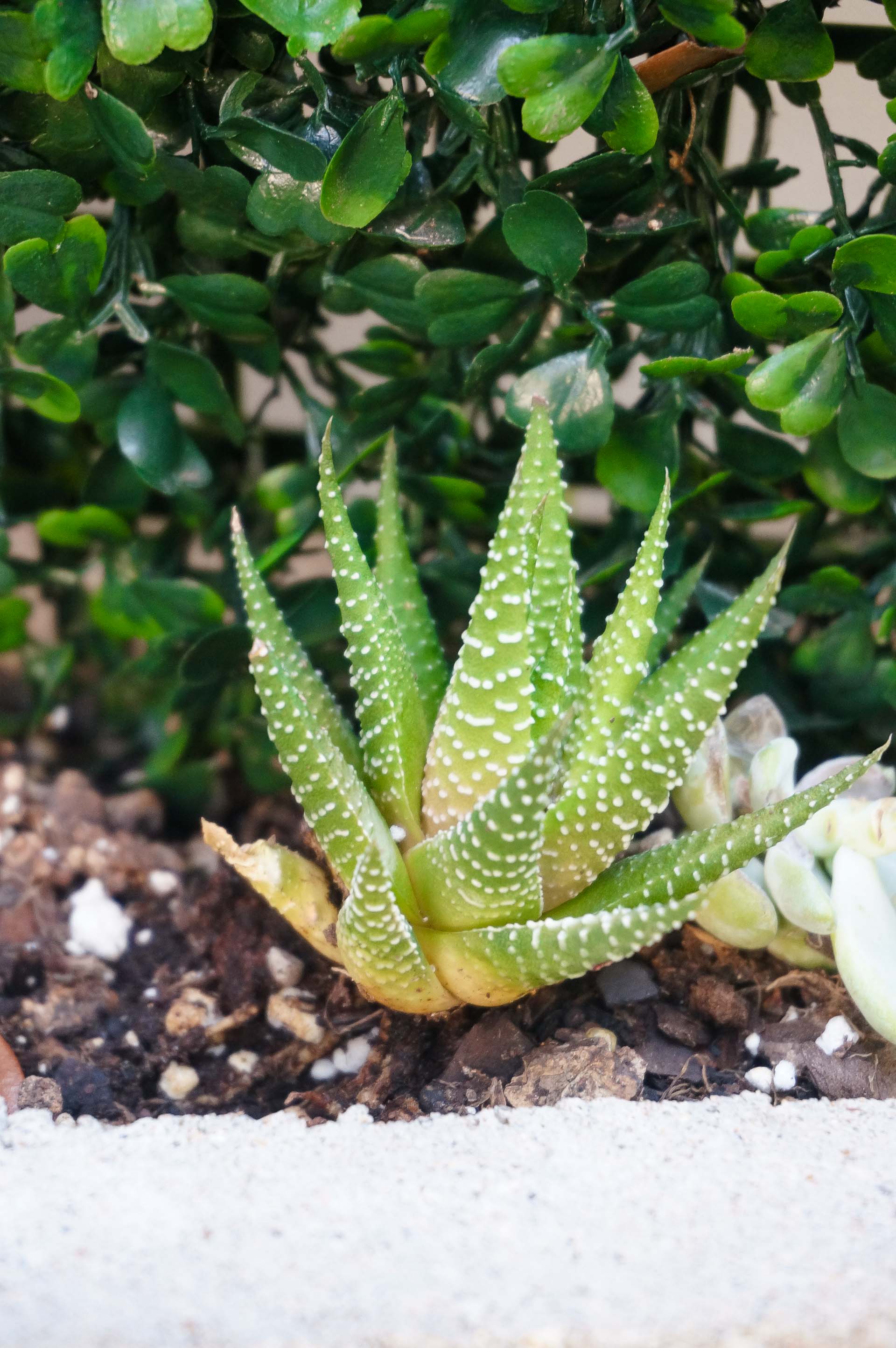 Haworthia in a succulent garden