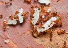 Keeping-it-simple-when-getting-rid-of-ants-217x155