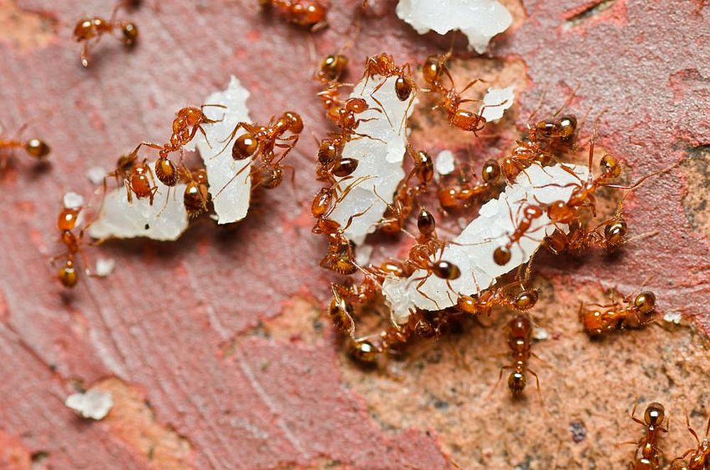colony of ants carrying crystallized substance