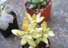 Look-for-healthy-succulent-samples-217x155