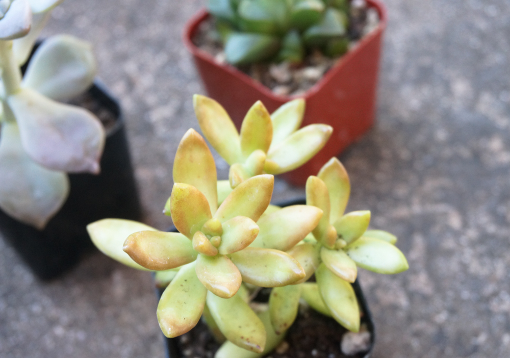 Look-for-healthy-succulent-samples