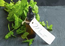 Peppermint-fragrance-oil-can-be-turned-into-a-spray-that-kills-ants-217x155