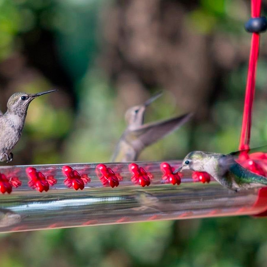 Perfect-feeder-for-those-Hummingbirds-gracing-your-yard