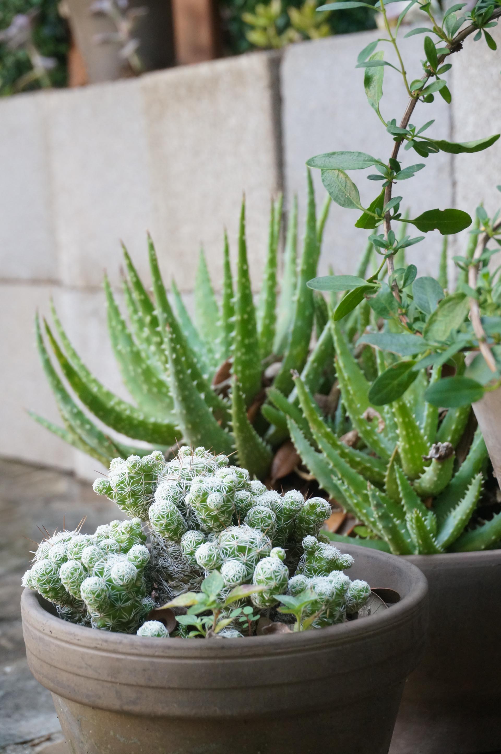 Potted-plants-add-instant-style