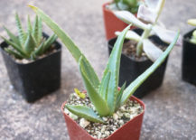 Selections-such-as-aloe-add-height-to-your-succulent-garden-217x155