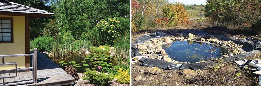 Shallow natural DIY pond full of vibrant flora