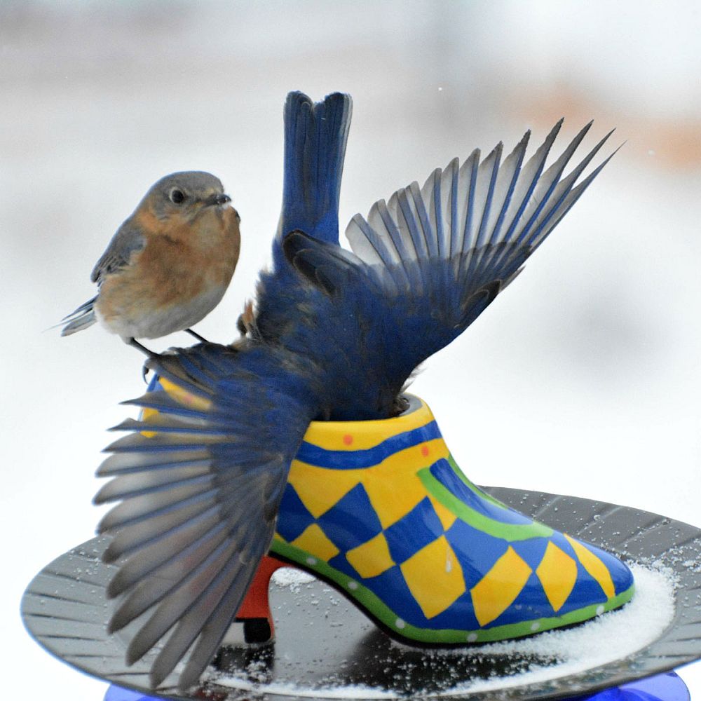 Spellbindingly beautiful bird feeder crafted from an old shoe!