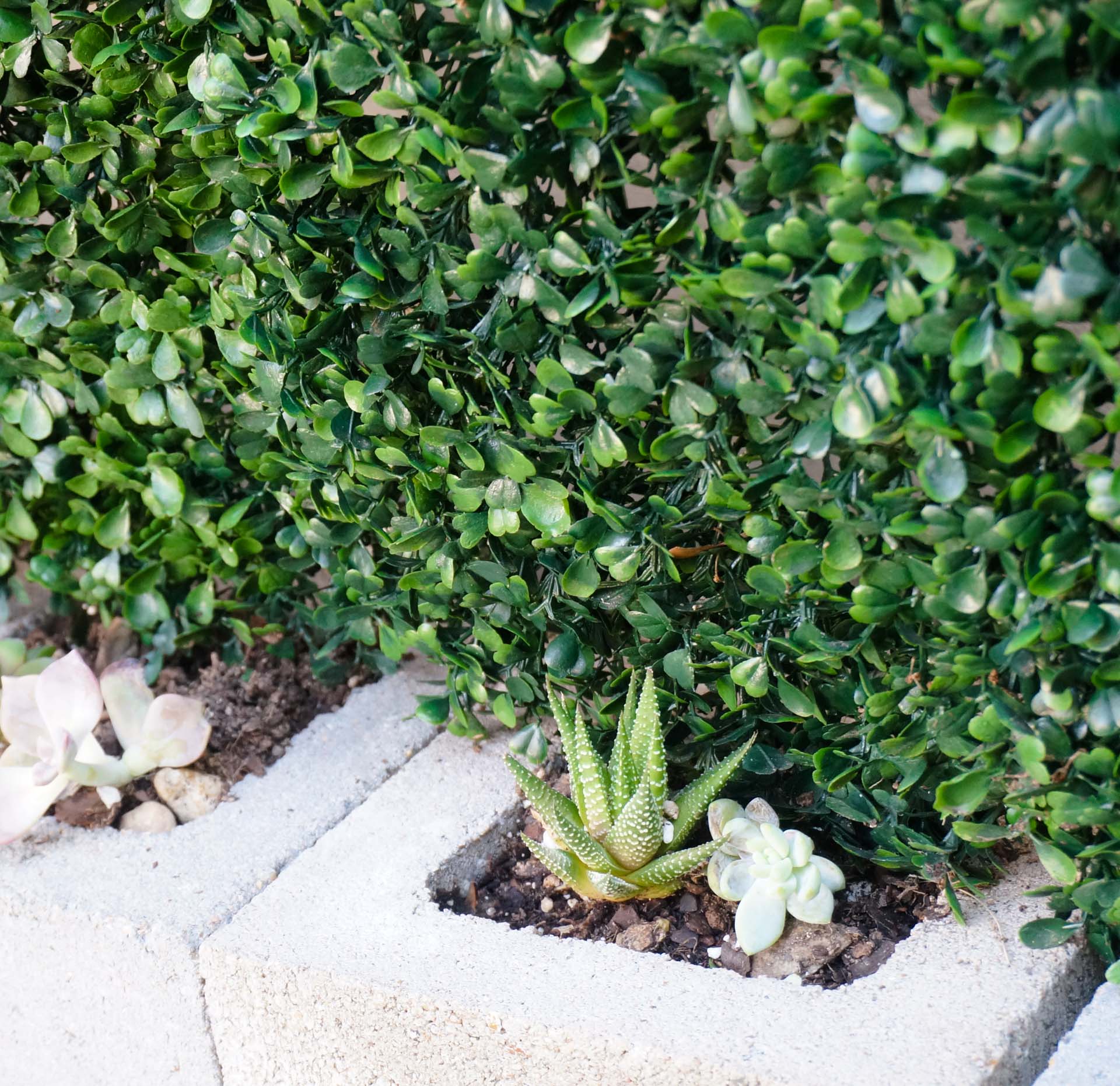 Succulent garden greenery